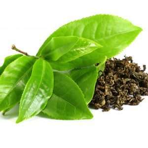 Fresh and dried green tea leaves for Chinese herbal cold and flu tea